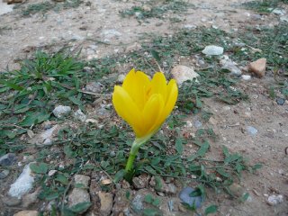 fleur
